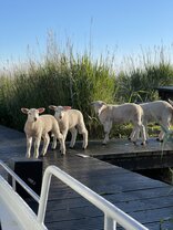 Junge Schafe auf dem Steg am Wasser in Friesland